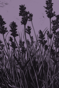 Lavender Lavender